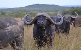 Bushwa Private Game Lodge